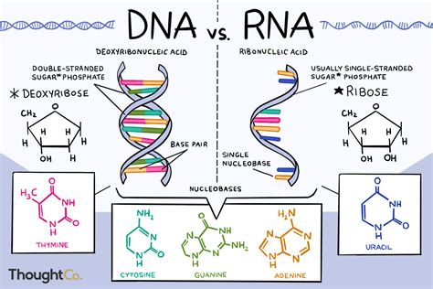 how are dna and rna similar to each other